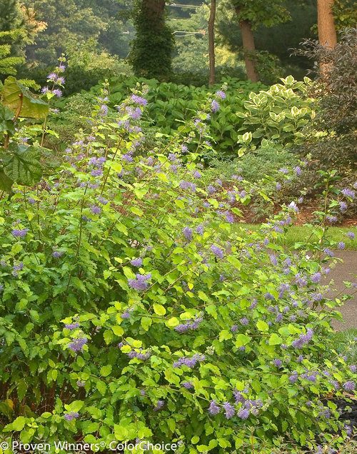 Sunshine Blue Caryoperis in landscape