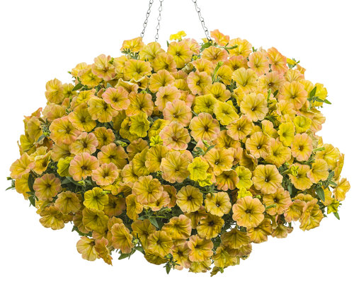 supertunia_honey_hangingbasket.jpg