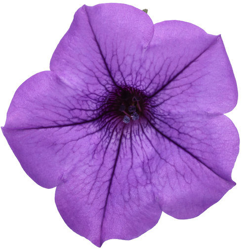 supertunia_mini_vista_indigo_03.jpg