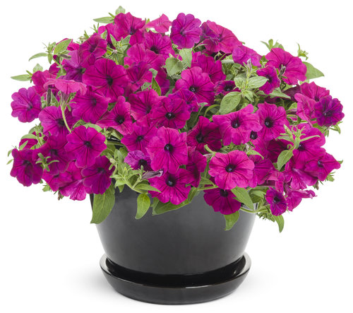 Supertunia® Royal Magenta Imp™ - Petunia