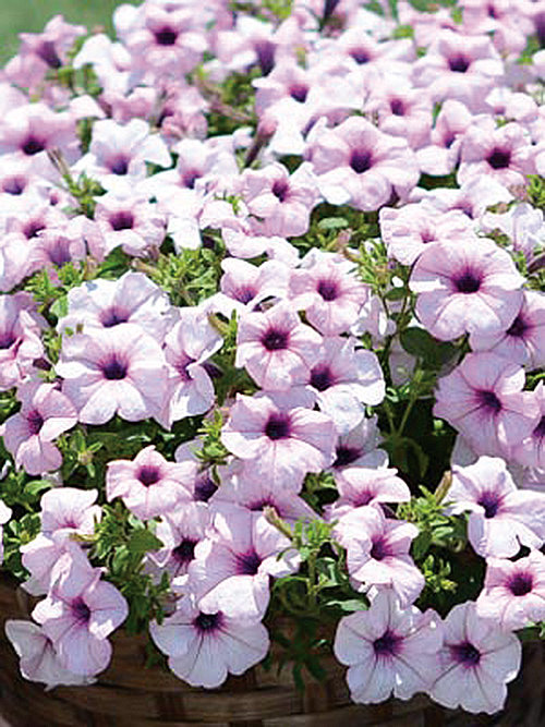 Surfinia® Sumo Glacial Pink - Petunia