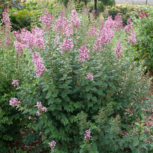 Cool light pink flowers upright on Bloomerang Ballet lilac.