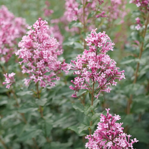 A few lush medium pink blooms on Bloomerang Ballet lilac.