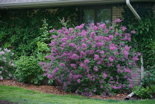 Bloomerang Dark Purple reblooming lilac