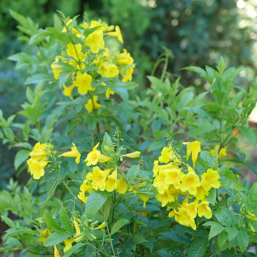 Bright yellow tubular blooms on Chicklet Gold tecoma.