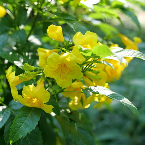 Bright yellow flowers on Chicklet Gold tecoma.