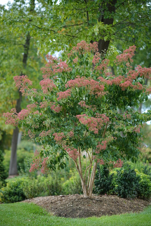 Temple of Bloom seven-son flower