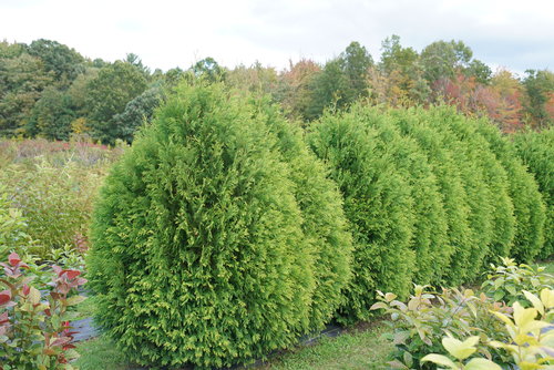 thuja-cheer-drops-1.jpg | Proven Winners