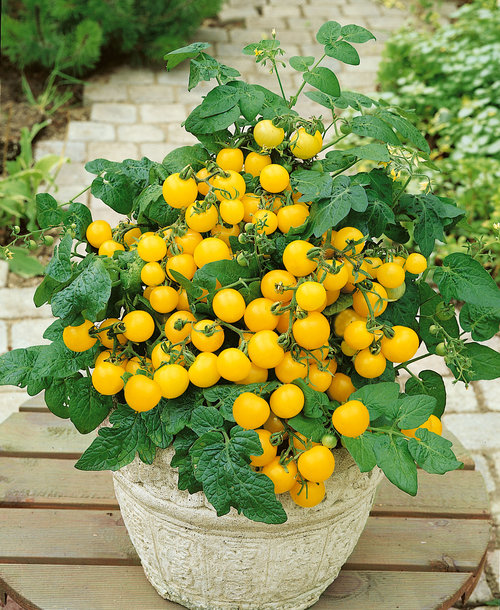 tomato-patio-sunshine-yellow.jpg