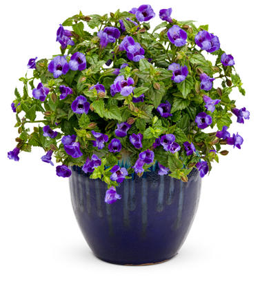 torenia_summer_wave_blue.jpg