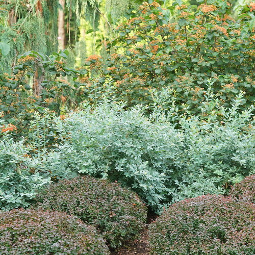 Pale blue foliage on the rounded form of Splendid Blue blueberry.