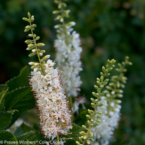 Vanilla Spice Clethra blooms