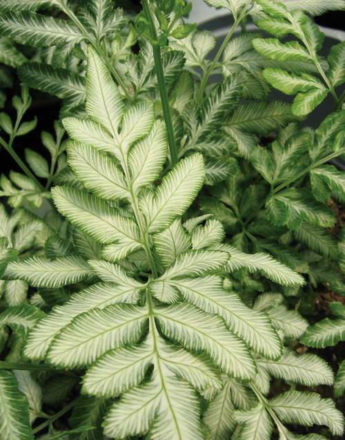 Evergemiensis - Variegated Brake Fern - Pteris ensiformis