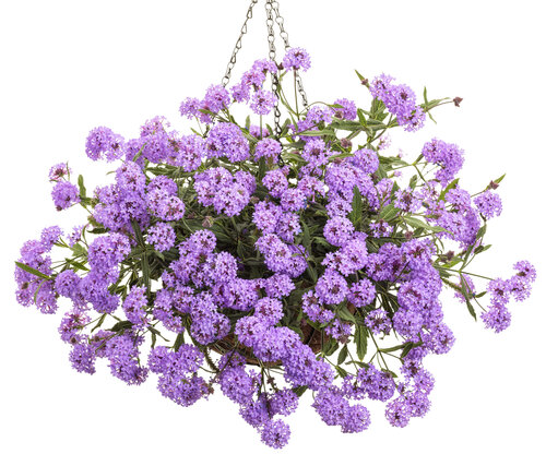 Cake Pops™ Purple - Tuberous Verbena