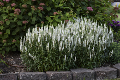 'White Wands' Veronica