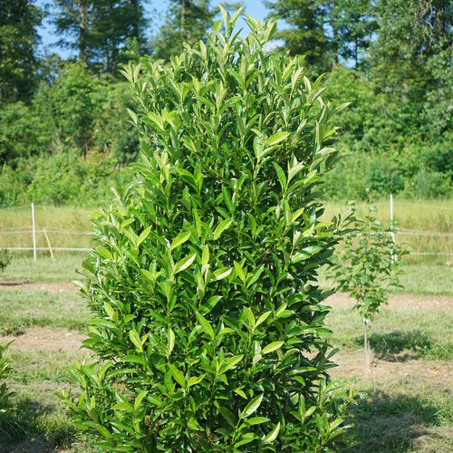 Yardline viburnum featuring its shiny foliage and a stately tall habit.