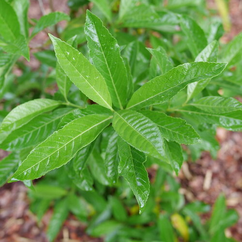 Thick shiny foliage on Yardline viburnum.