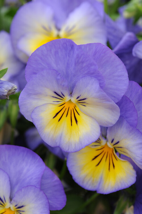 Viola Halo Sky Blue