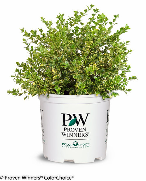 Wedding Ring Buxus (boxwood)