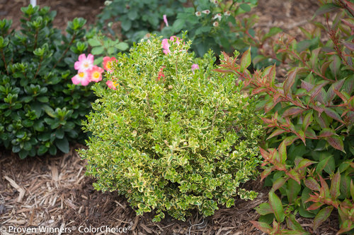 Wedding Ring Buxus (boxwood)