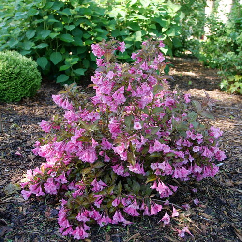 A view of the rounded habit and profuse flowering on Sonic Bloom Wine weigela.