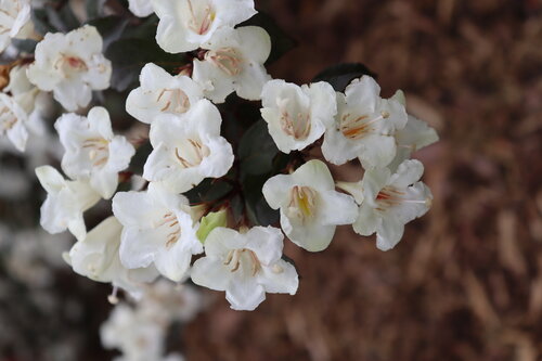 A cluster of white flowers on a branch of Wine and Spirits weigela.