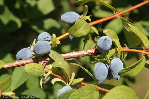 yezberry_solo_japanese_haskap_fruit.jpg | Proven Winners