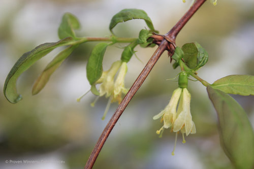 Yezberry Solo Japanese haskap flowers