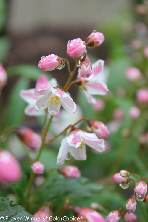 Yuki Cherry Blossom Deutzia