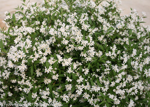 Yuki Snowflake Deutzia