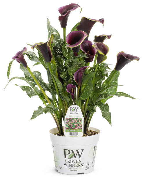 zantedeschia_be_my_prince_gallon.jpg