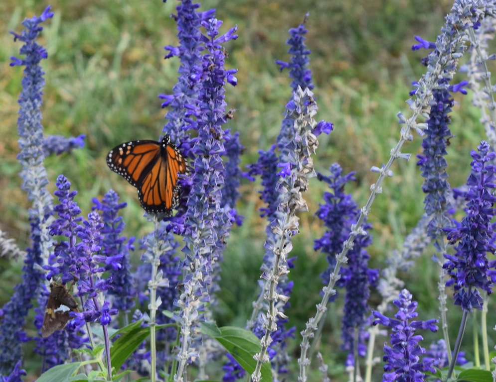 Kerry's Garden 2018 | Proven Winners