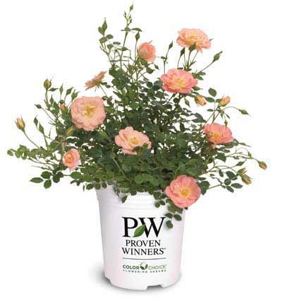 Plant Container Sizes Proven Winners