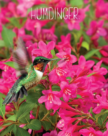 Attracting Hummingbirds To Your Garden Proven Winners