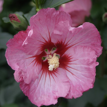 Top 10 Hardy Hibiscus from Proven Winners | Proven Winners