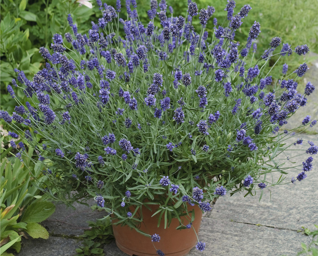 The Complete Guide to Growing Perennials in Containers