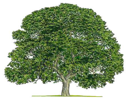 how much is one black walnut tree worth