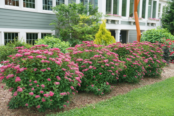 Four rounded Double Play Doozie spirea shrubs are filled with medium pink rounded flowers, located at the front of a mulched garden bed.